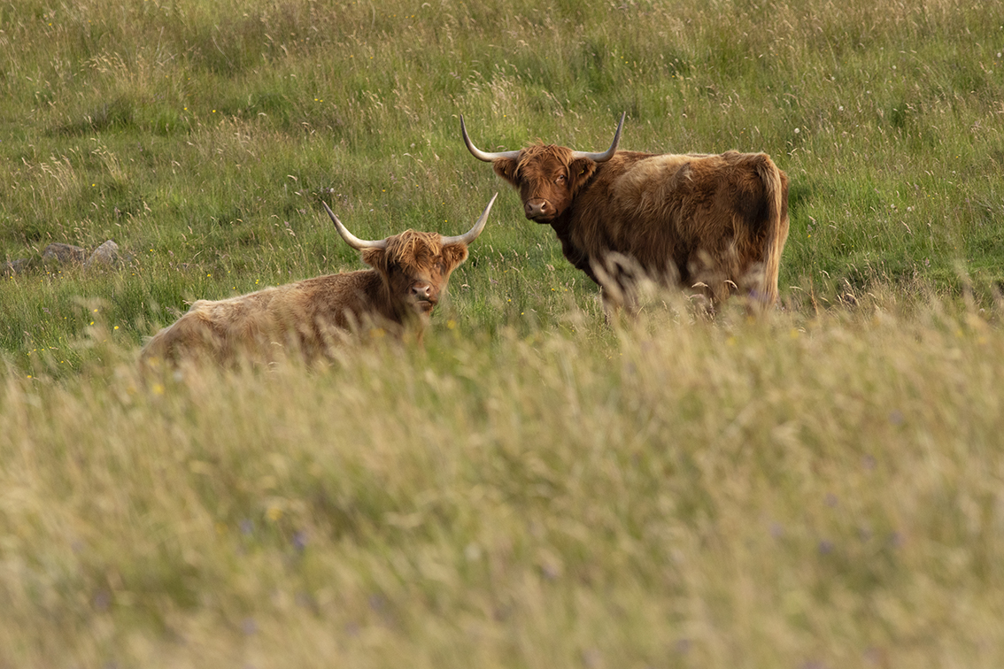 Broad Bay Highland Cattle Fold Imagery by Jade Starmore