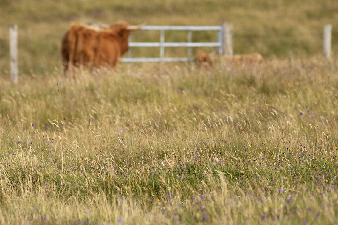 Broad Bay Highland Cattle Fold Imagery by Jade Starmore