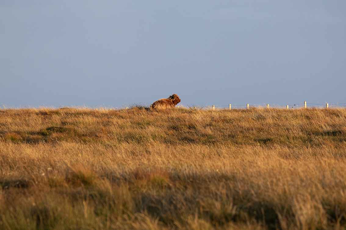 Broad Bay Highland Cattle Fold Imagery by Jade Starmore