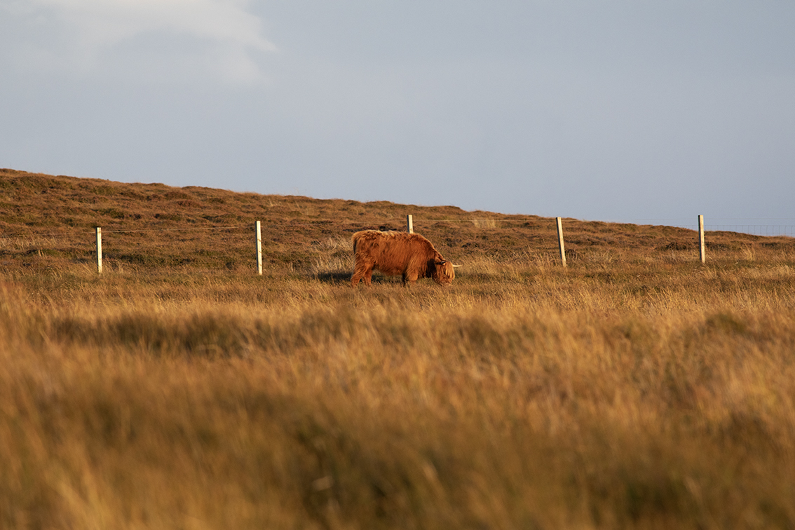 Broad Bay Highland Cattle Fold Imagery by Jade Starmore