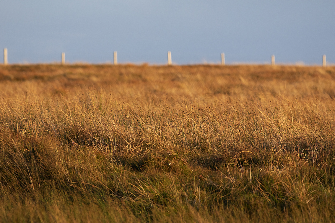 Broad Bay Highland Cattle Fold Imagery by Jade Starmore