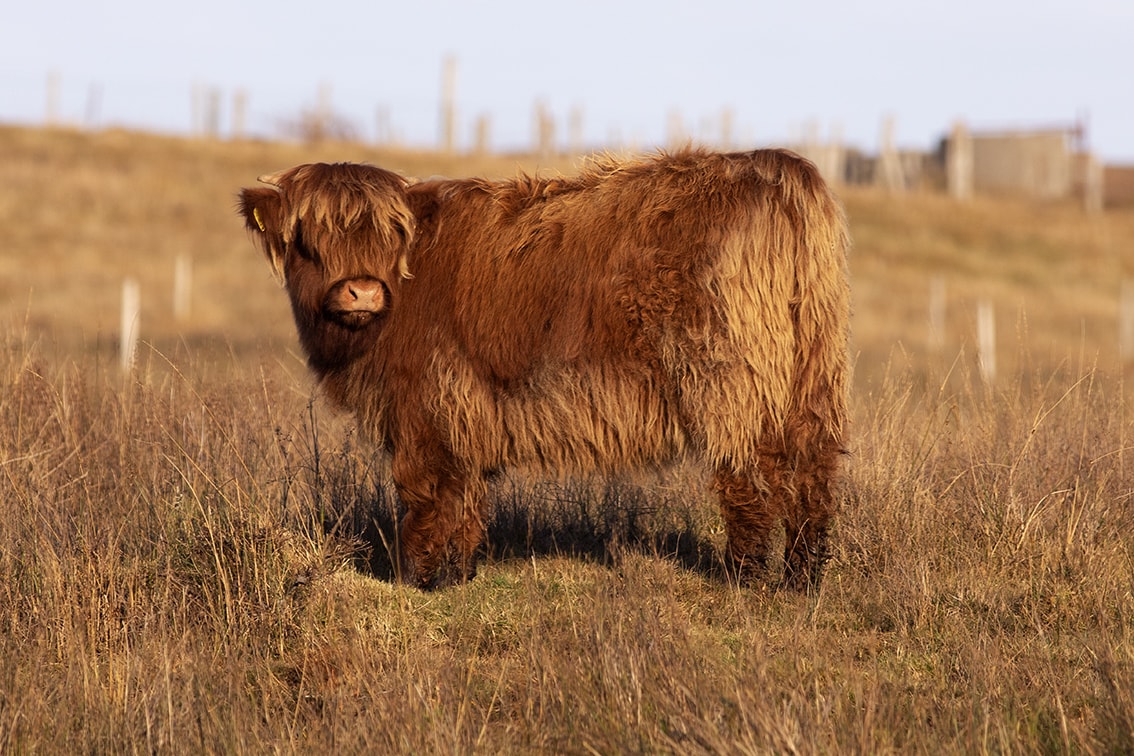 Broad Bay Highland Cattle Fold Imagery by Jade Starmore