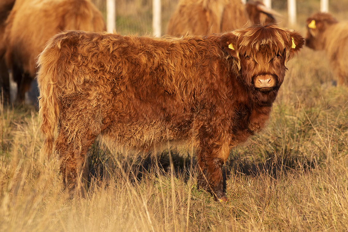 Broad Bay Highland Cattle Fold Imagery by Jade Starmore