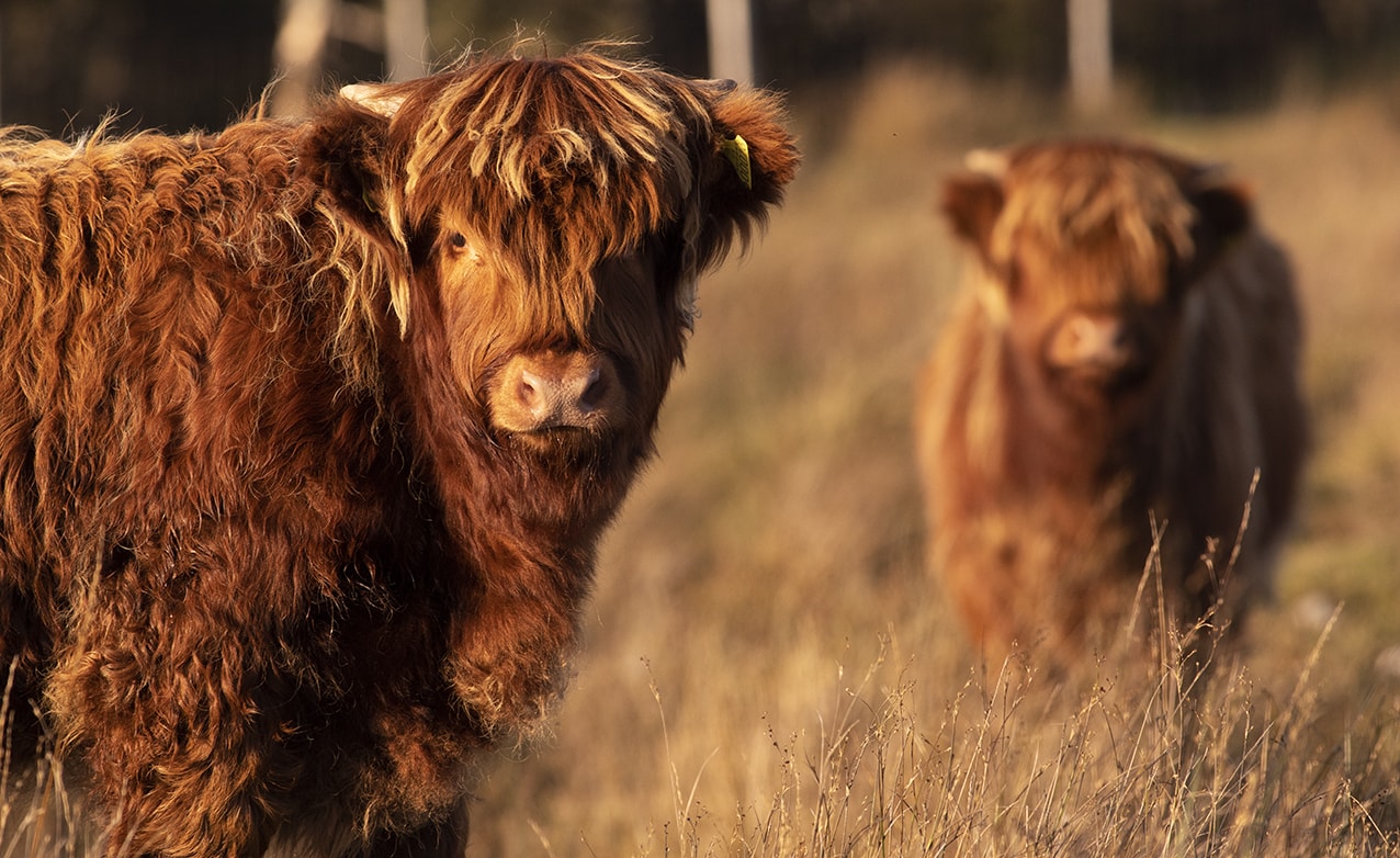 Broad Bay Highland Cattle Fold Imagery by Jade Starmore