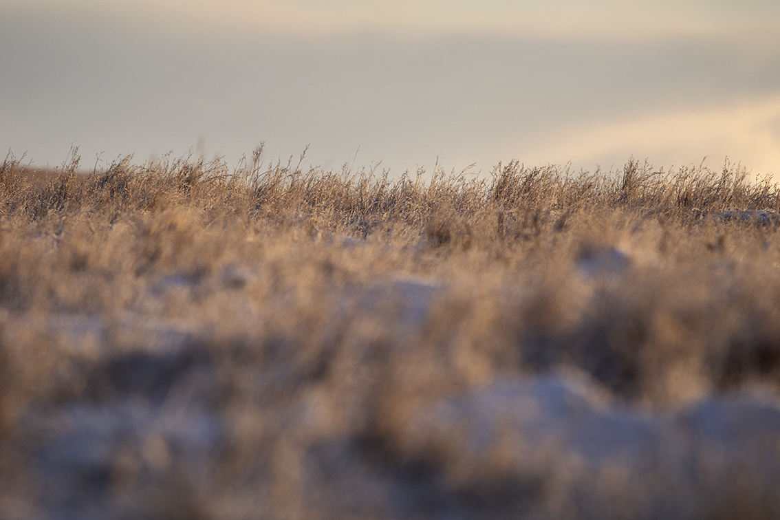 Broad Bay Highland Cattle Fold Imagery by Jade Starmore