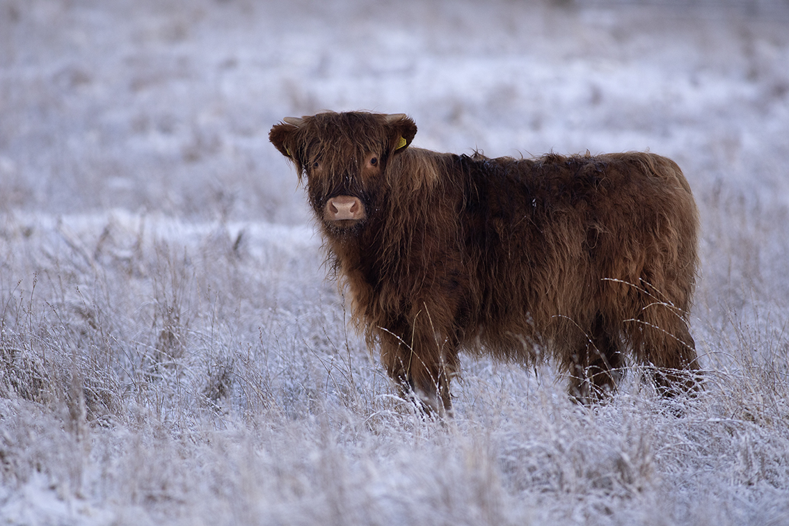 Broad Bay Highland Cattle Fold Imagery by Jade Starmore