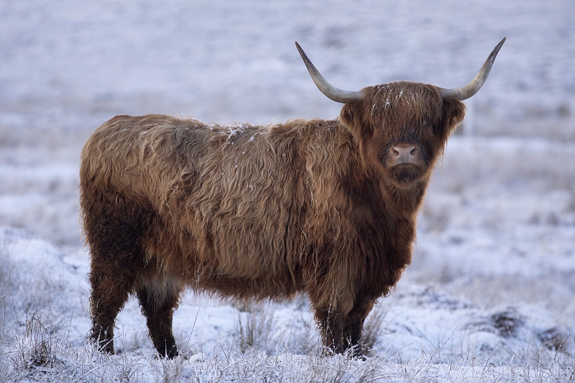 Broad Bay Highland Cattle Fold Imagery by Jade Starmore