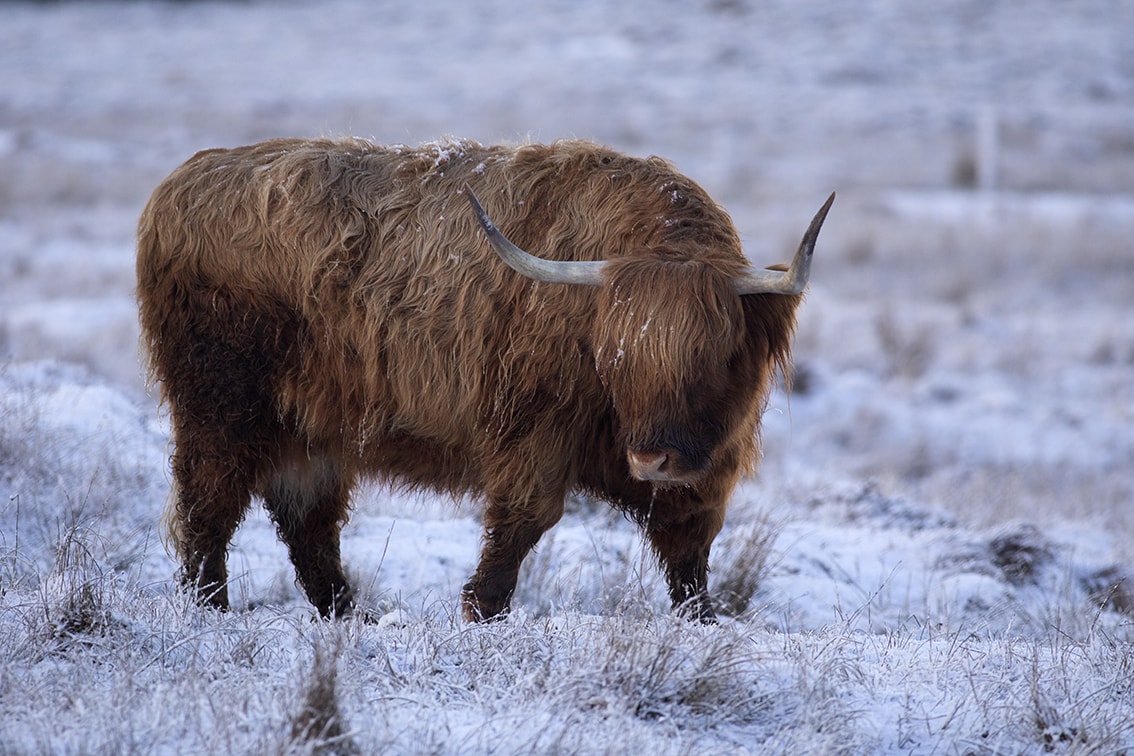 Broad Bay Highland Cattle Fold Imagery by Jade Starmore