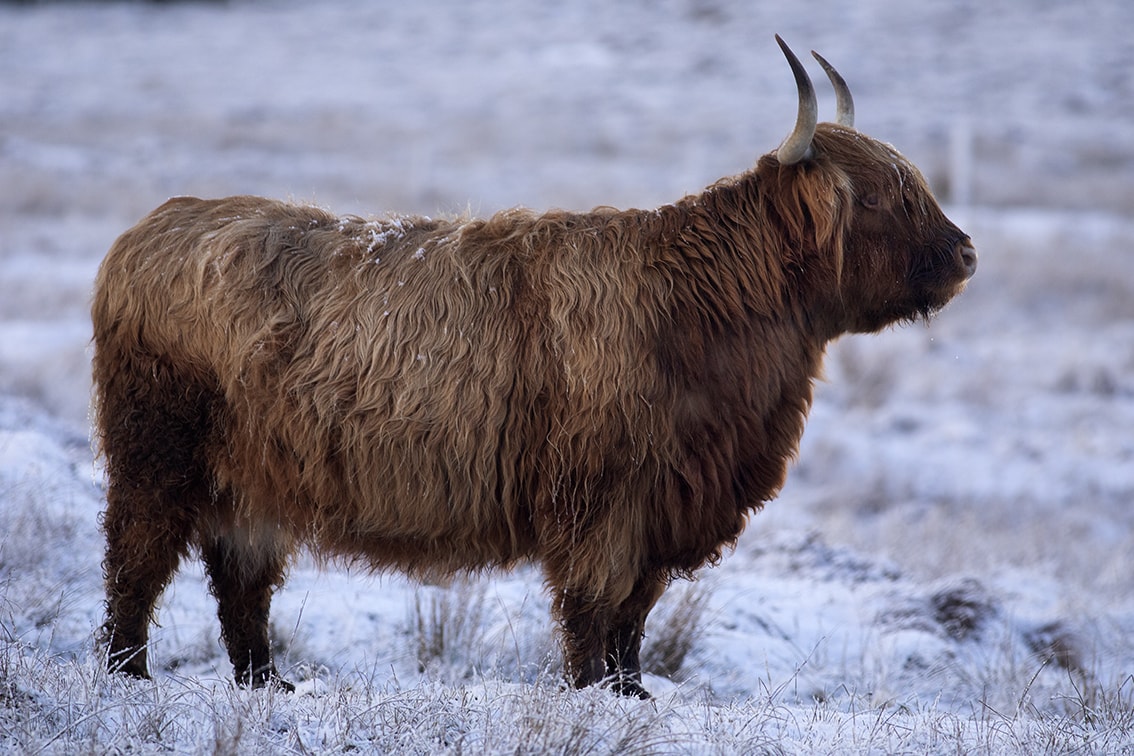 Broad Bay Highland Cattle Fold Imagery by Jade Starmore