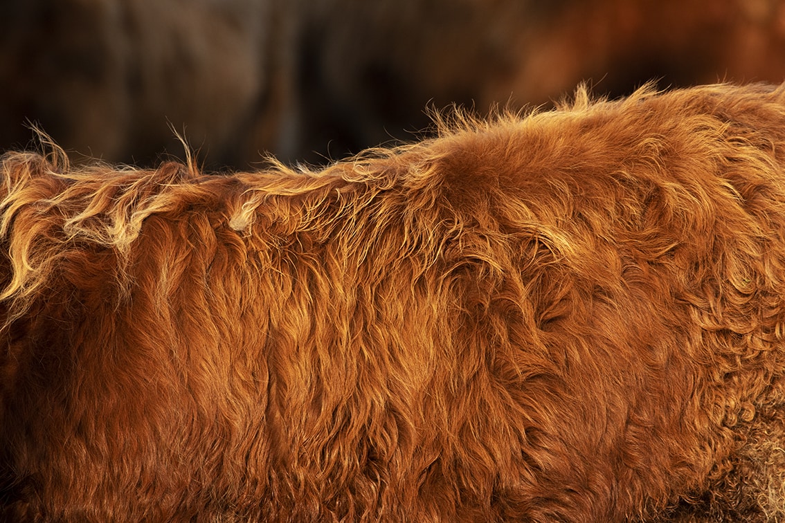 Broad Bay Highland Cattle Fold Imagery by Jade Starmore