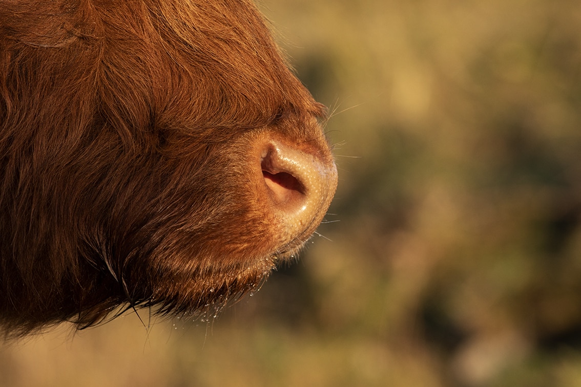 Broad Bay Highland Cattle Fold Imagery by Jade Starmore