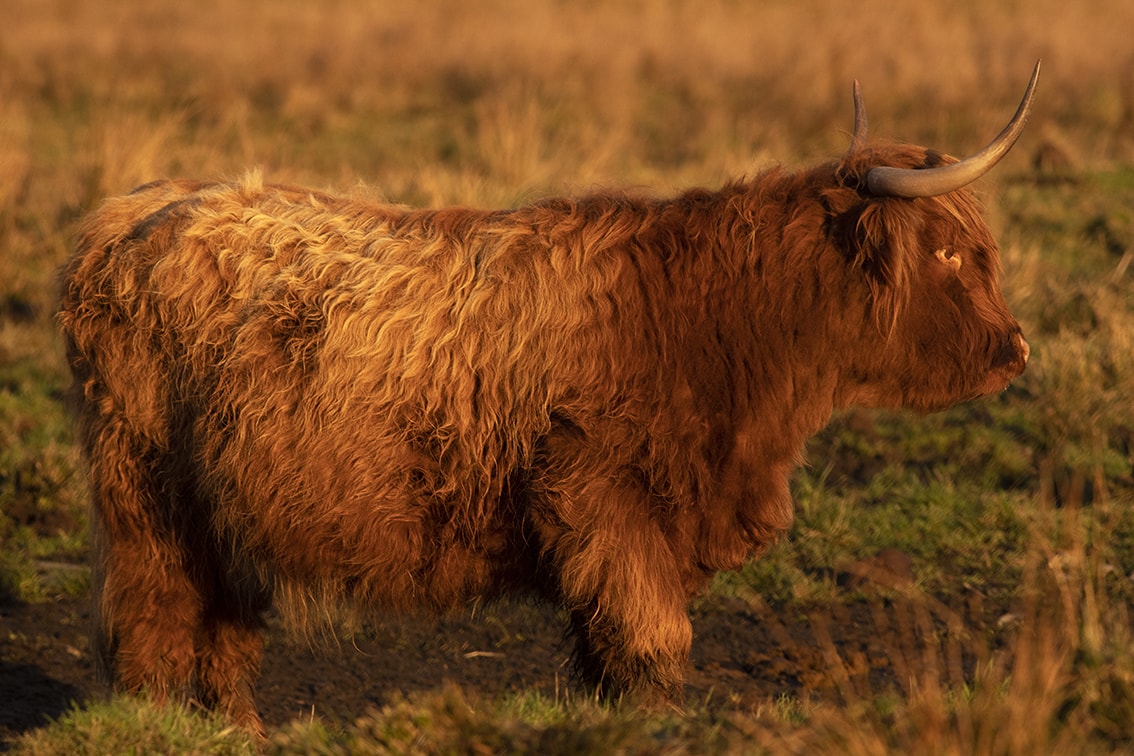 Broad Bay Highland Cattle Fold Imagery by Jade Starmore