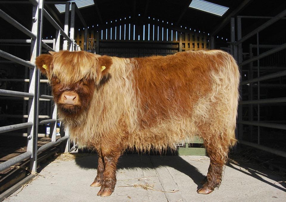 Broad Bay Highland Cattle Fold Imagery by Jade Starmore