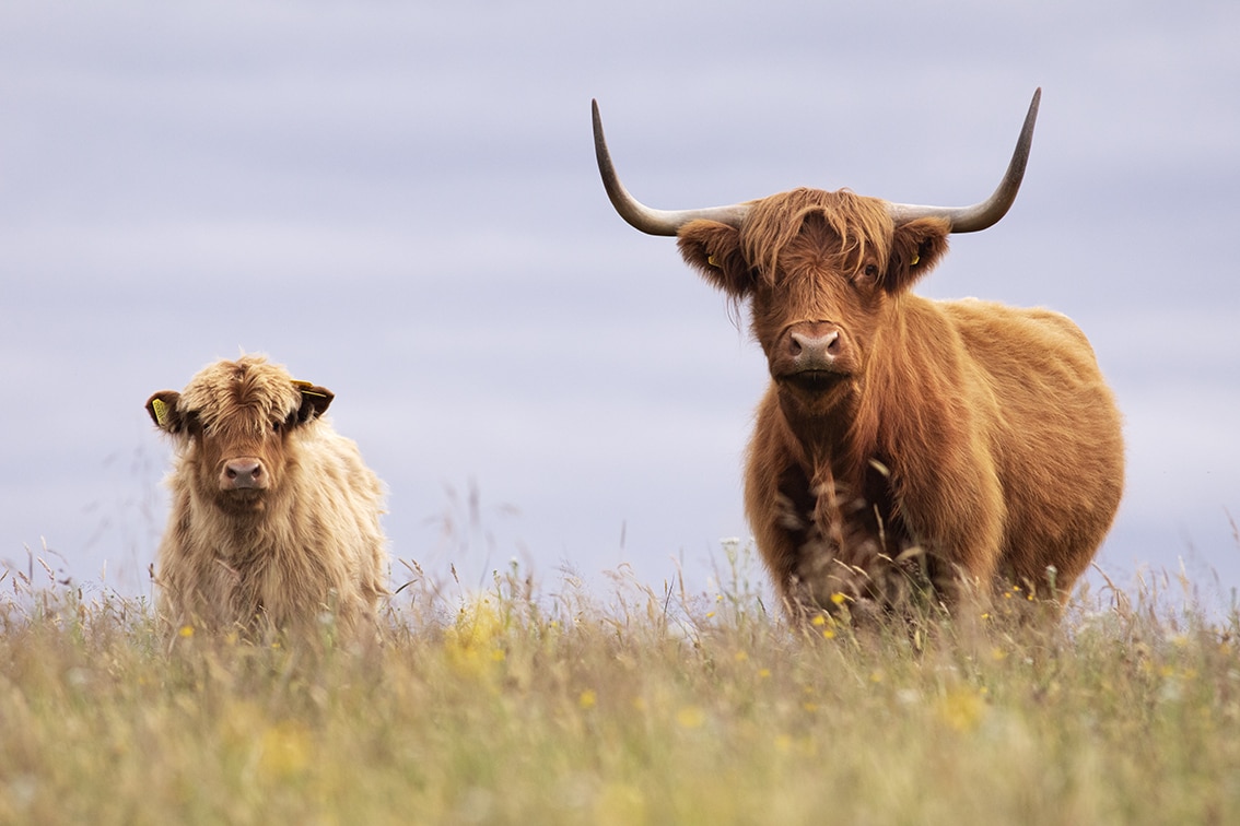 Broad Bay Highland Cattle Fold Imagery by Jade Starmore