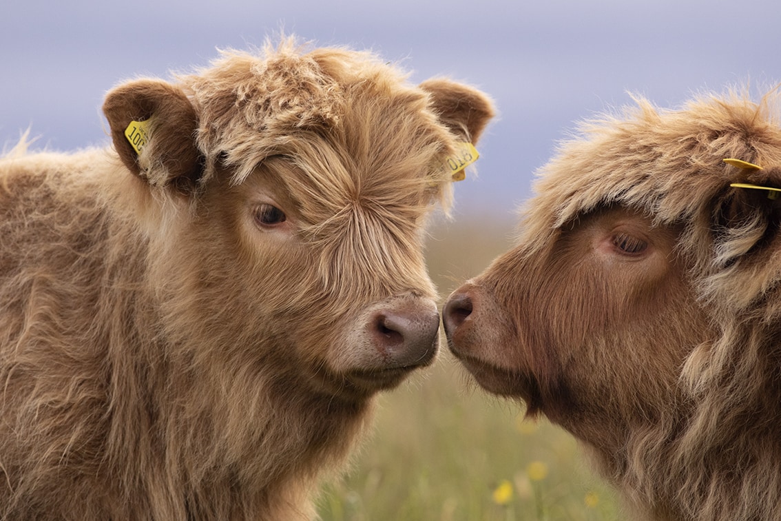 Broad Bay Highland Cattle Fold Imagery by Jade Starmore