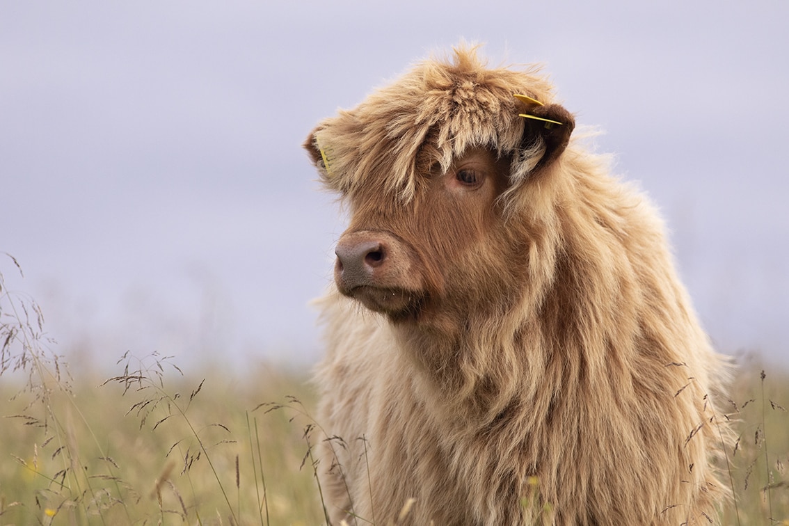 Broad Bay Highland Cattle Fold Imagery by Jade Starmore