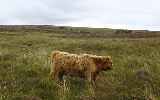 Broad Bay Highland Cattle Fold Imagery by Jade Starmore