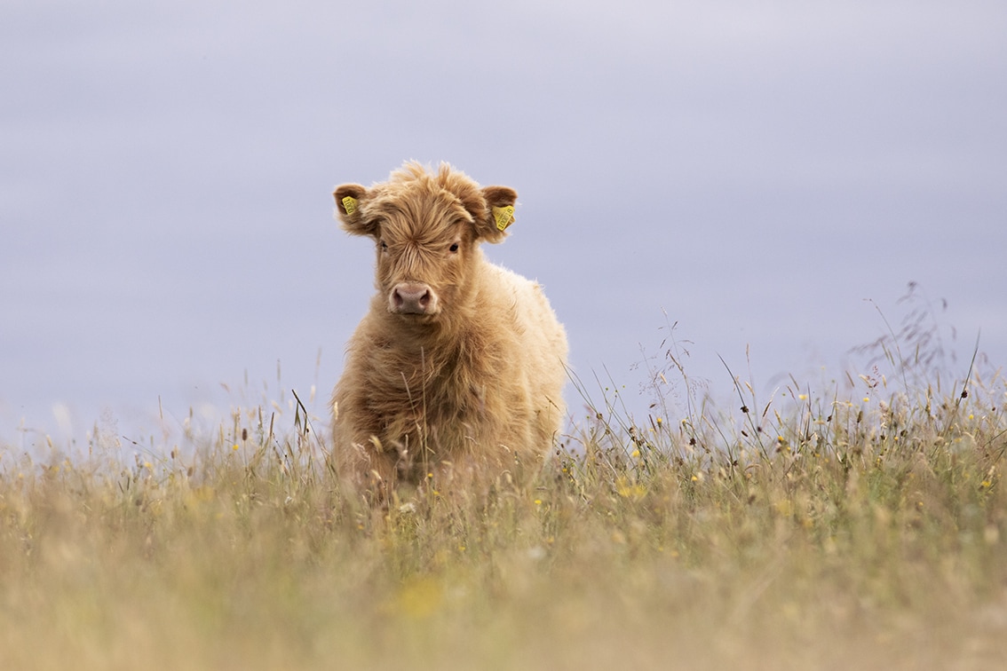 Broad Bay Highland Cattle Fold Imagery by Jade Starmore