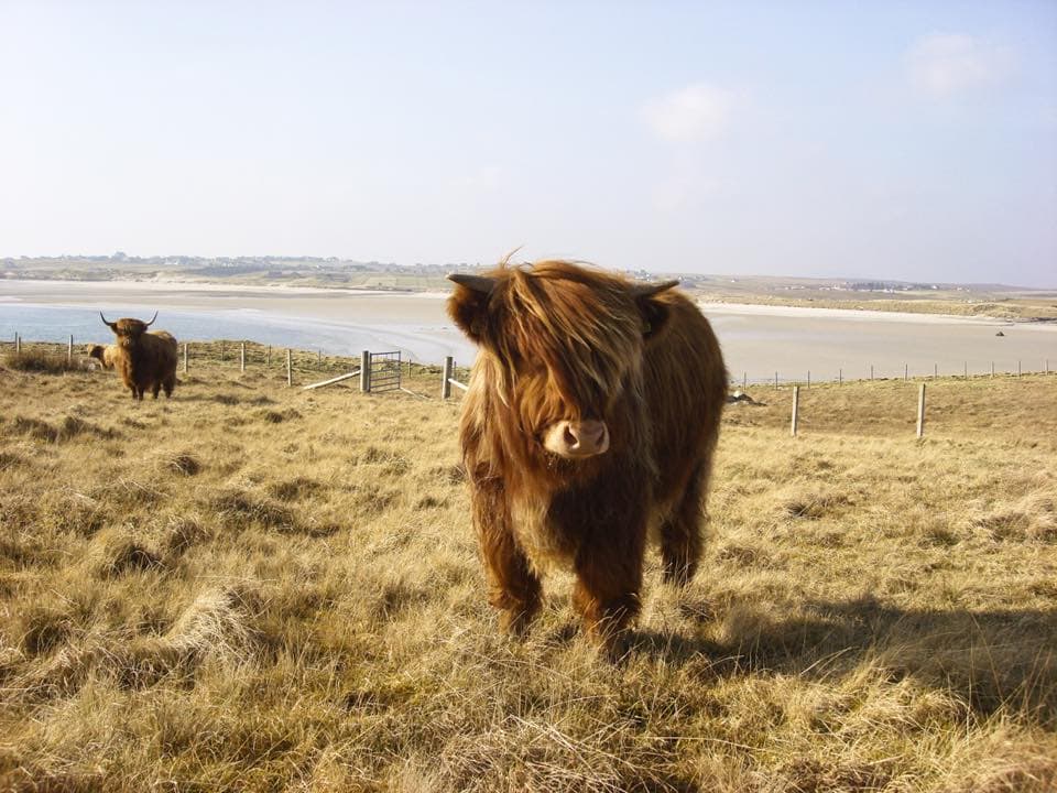 Broad Bay Highland Cattle Fold Imagery by Jade Starmore