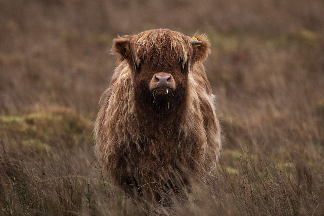 Broad Bay Highland Cattle Fold Imagery by Jade Starmore