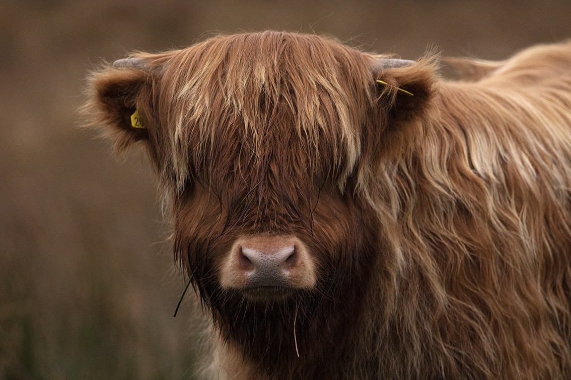 Broad Bay Highland Cattle Fold Imagery by Jade Starmore