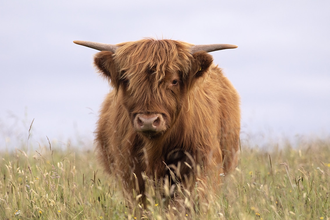 Broad Bay Highland Cattle Fold Imagery by Jade Starmore