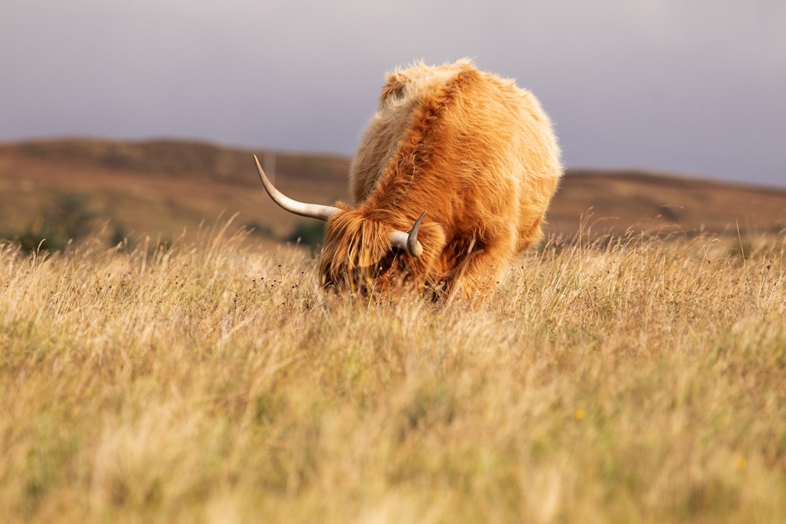 Broad Bay Highland Cattle Fold Imagery by Jade Starmore