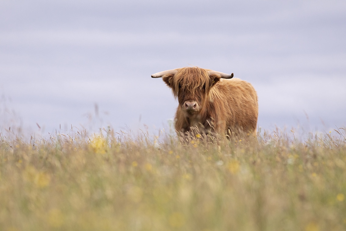 Broad Bay Highland Cattle Fold Imagery by Jade Starmore