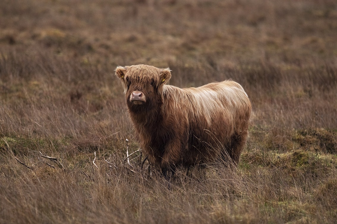 Broad Bay Highland Cattle Fold Imagery by Jade Starmore