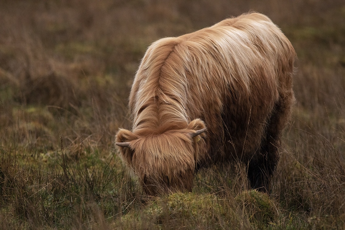 Broad Bay Highland Cattle Fold Imagery by Jade Starmore