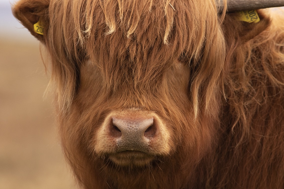 Broad Bay Highland Cattle Fold Imagery by Jade Starmore