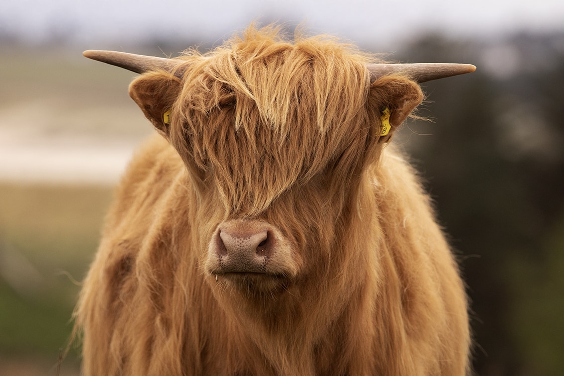 Broad Bay Highland Cattle Fold Imagery by Jade Starmore