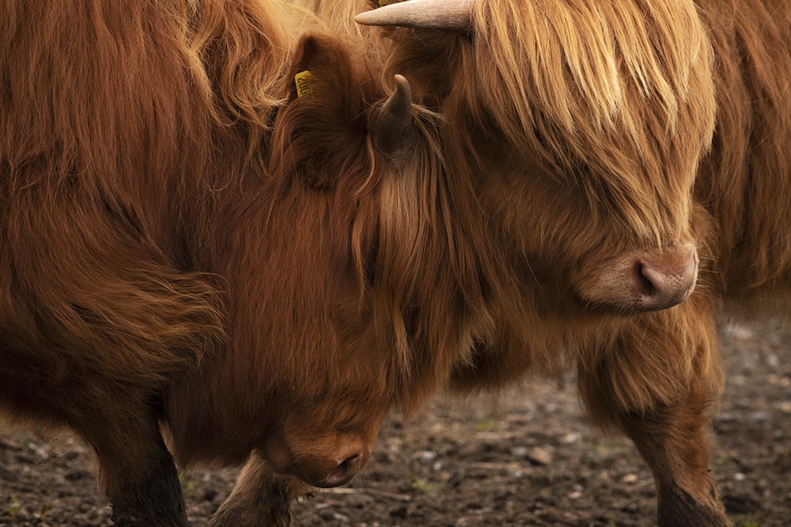 Broad Bay Highland Cattle Fold Imagery by Jade Starmore