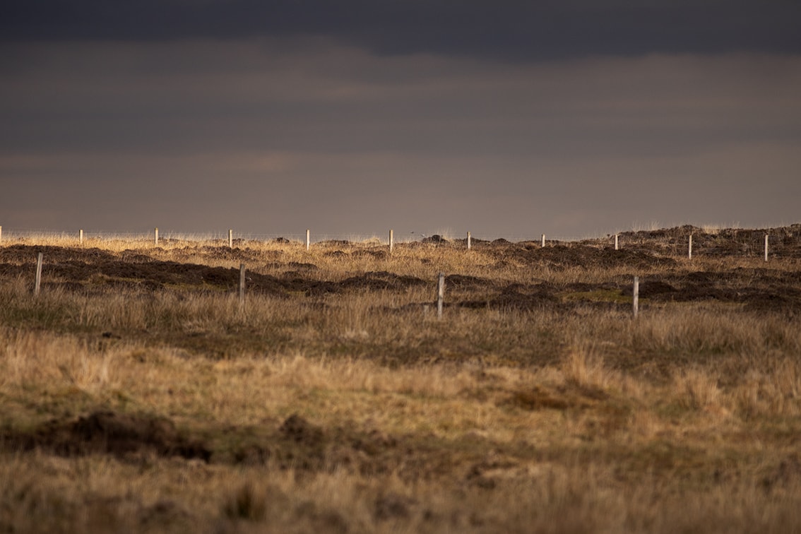 Broad Bay Highland Cattle Fold Imagery by Jade Starmore