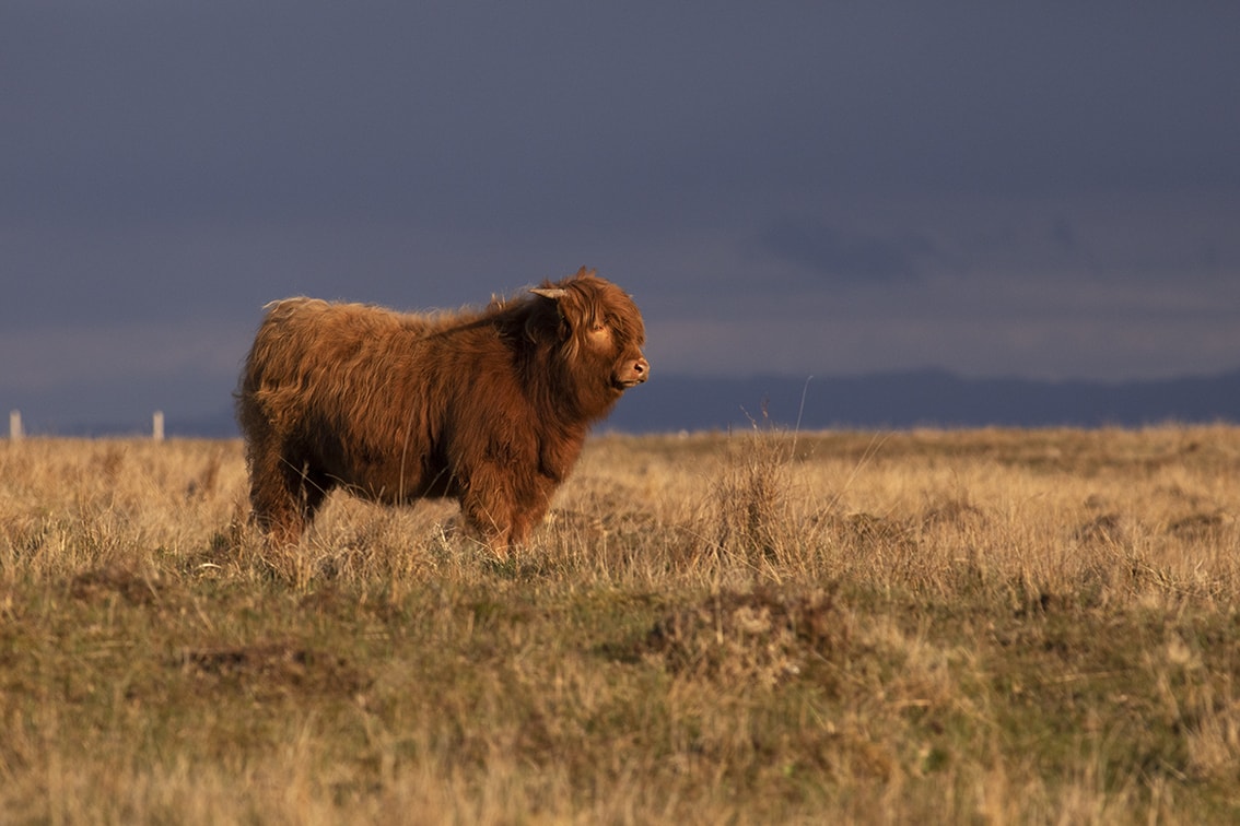 Broad Bay Highland Cattle Fold Imagery by Jade Starmore