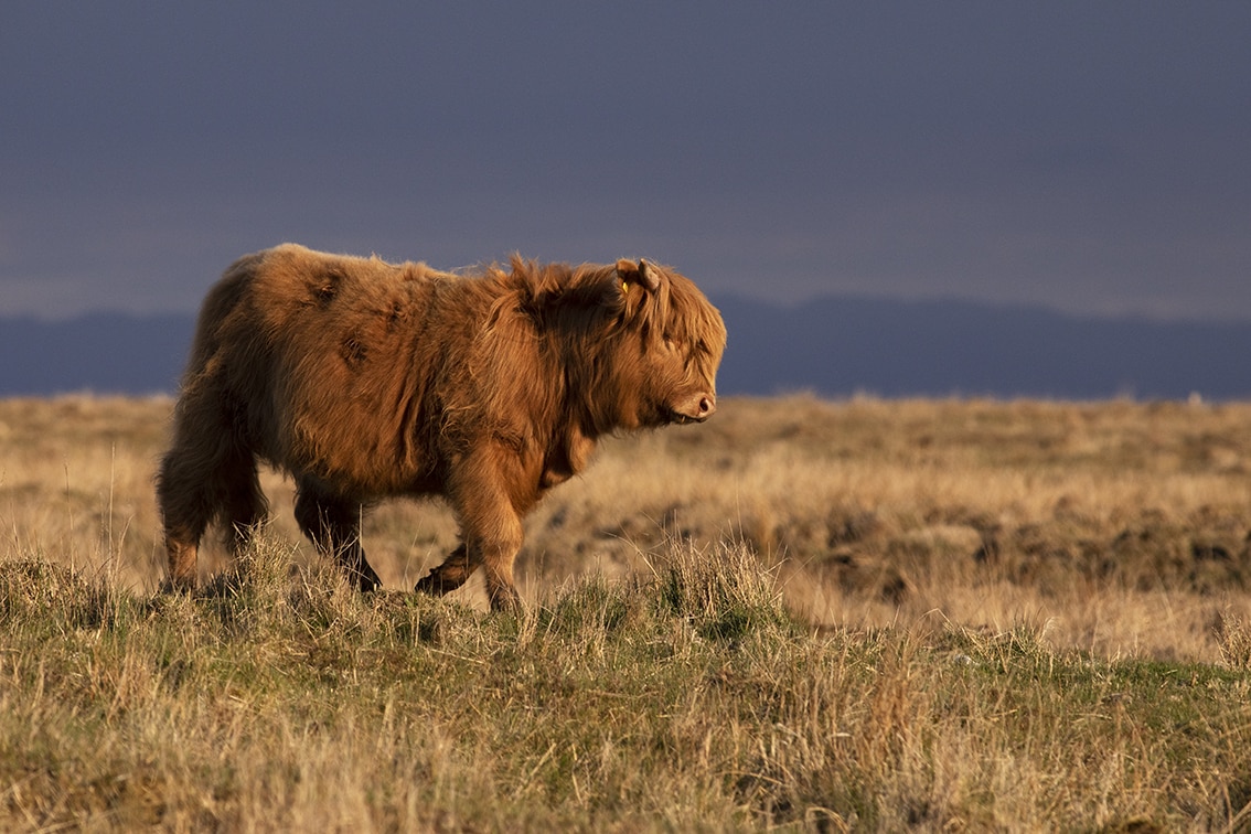 Broad Bay Highland Cattle Fold Imagery by Jade Starmore