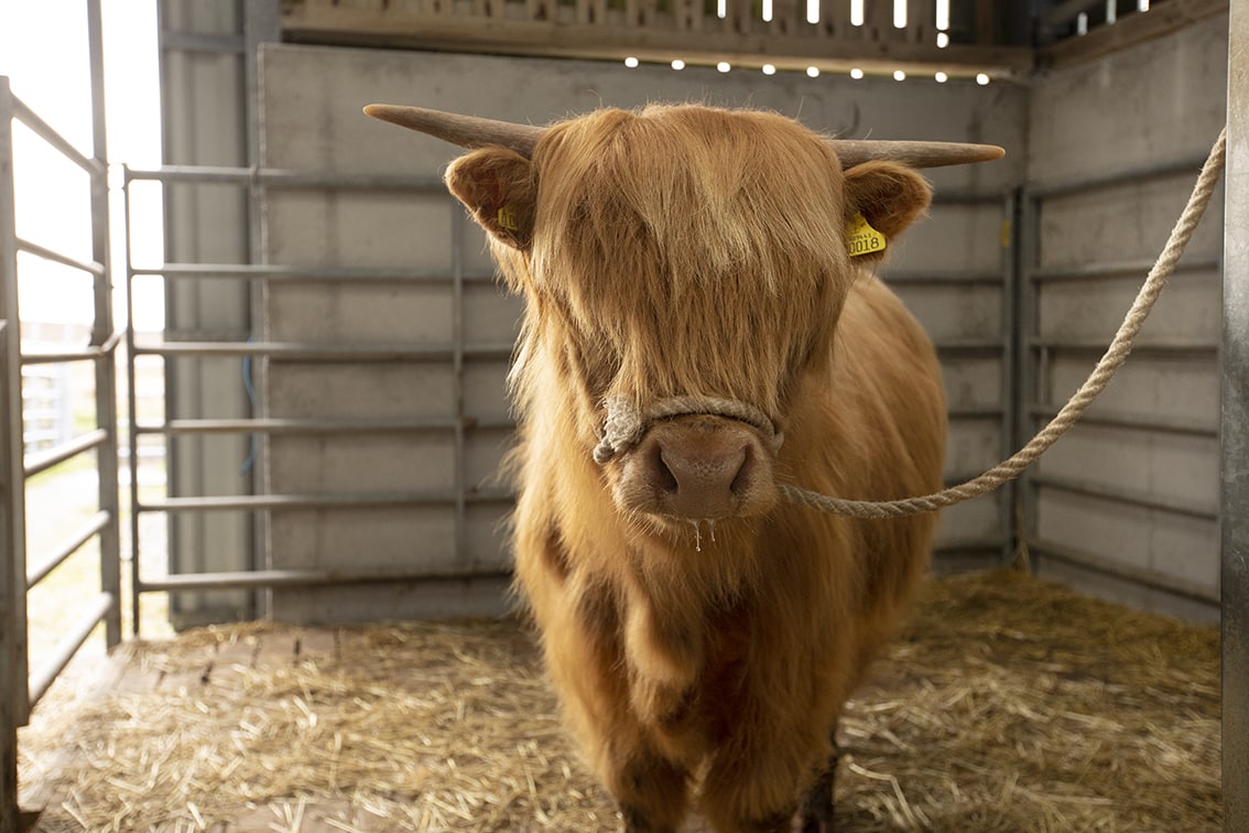 Broad Bay Highland Cattle Fold Imagery by Jade Starmore