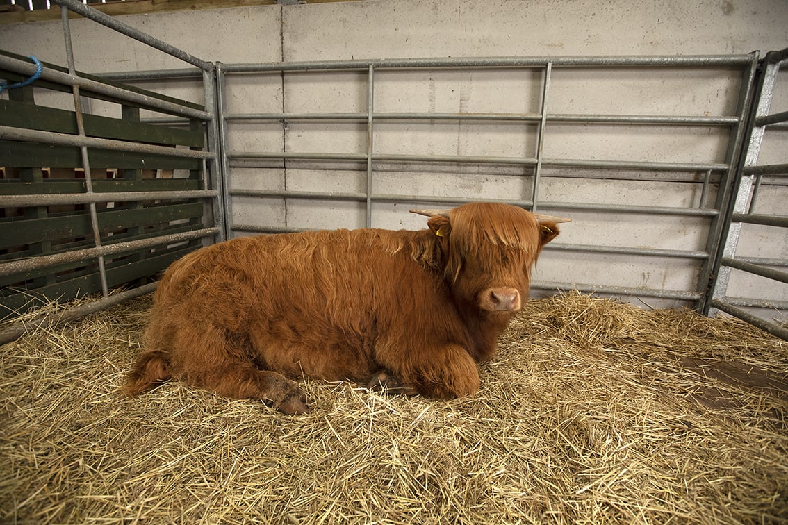 Broad Bay Highland Cattle Fold Imagery by Jade Starmore