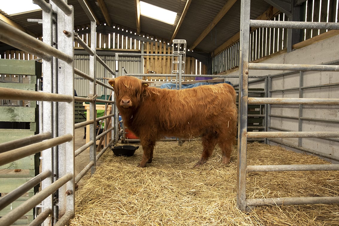 Broad Bay Highland Cattle Fold Imagery by Jade Starmore