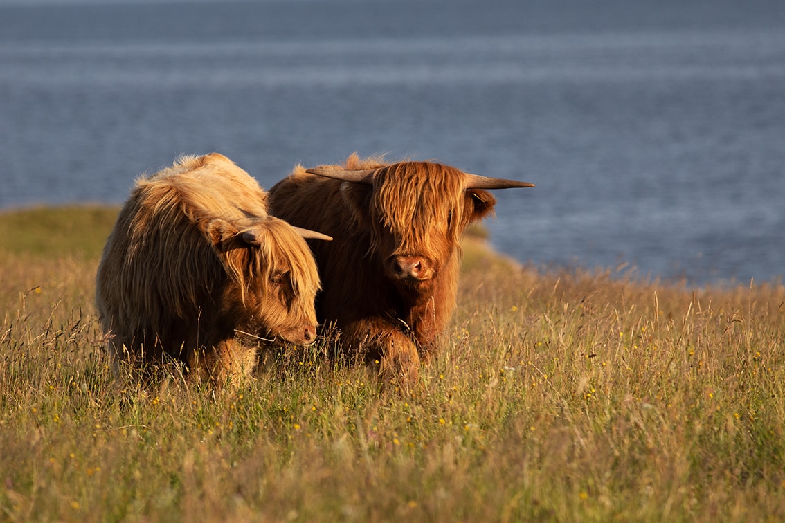 Broad Bay Highland Cattle Fold Imagery by Jade Starmore