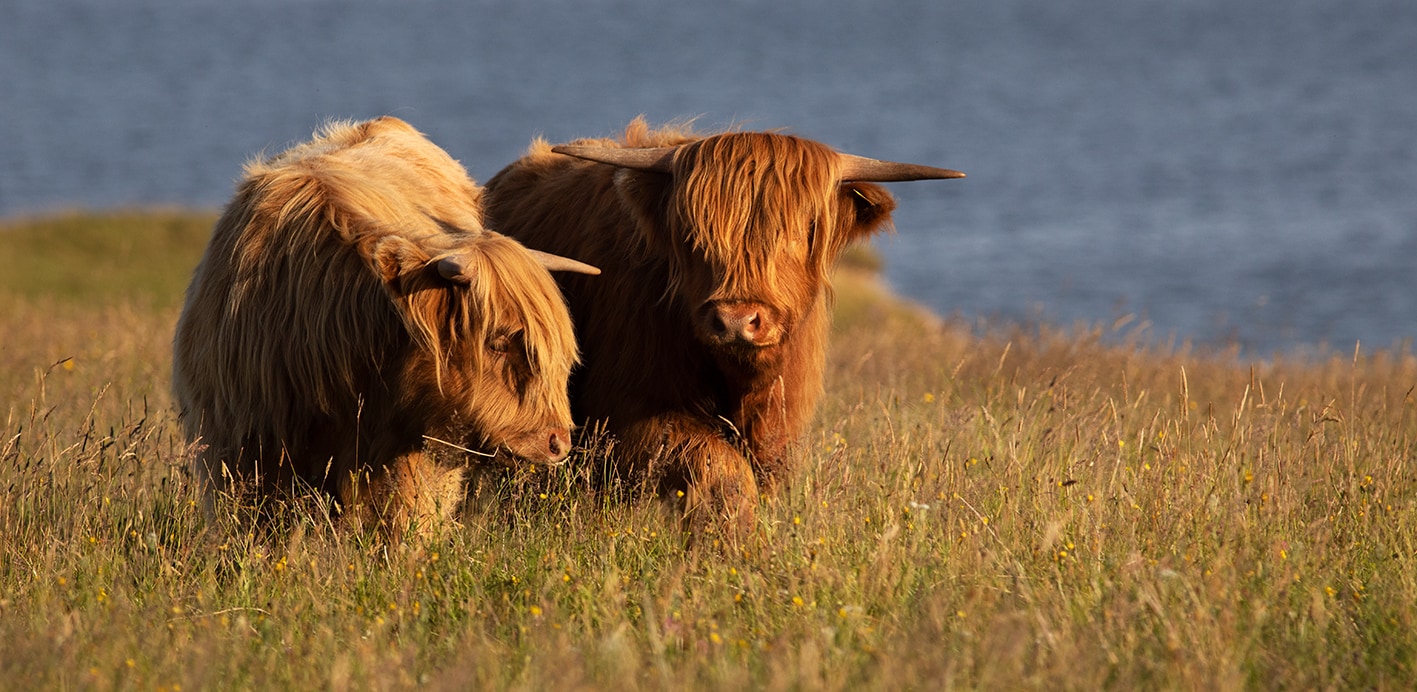 Broad Bay Highland Cattle Fold Imagery by Jade Starmore Broad Bay Highland Cattle Fold Imagery by Jade Starmore