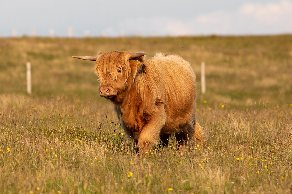 Broad Bay Highland Cattle Fold Imagery by Jade Starmore