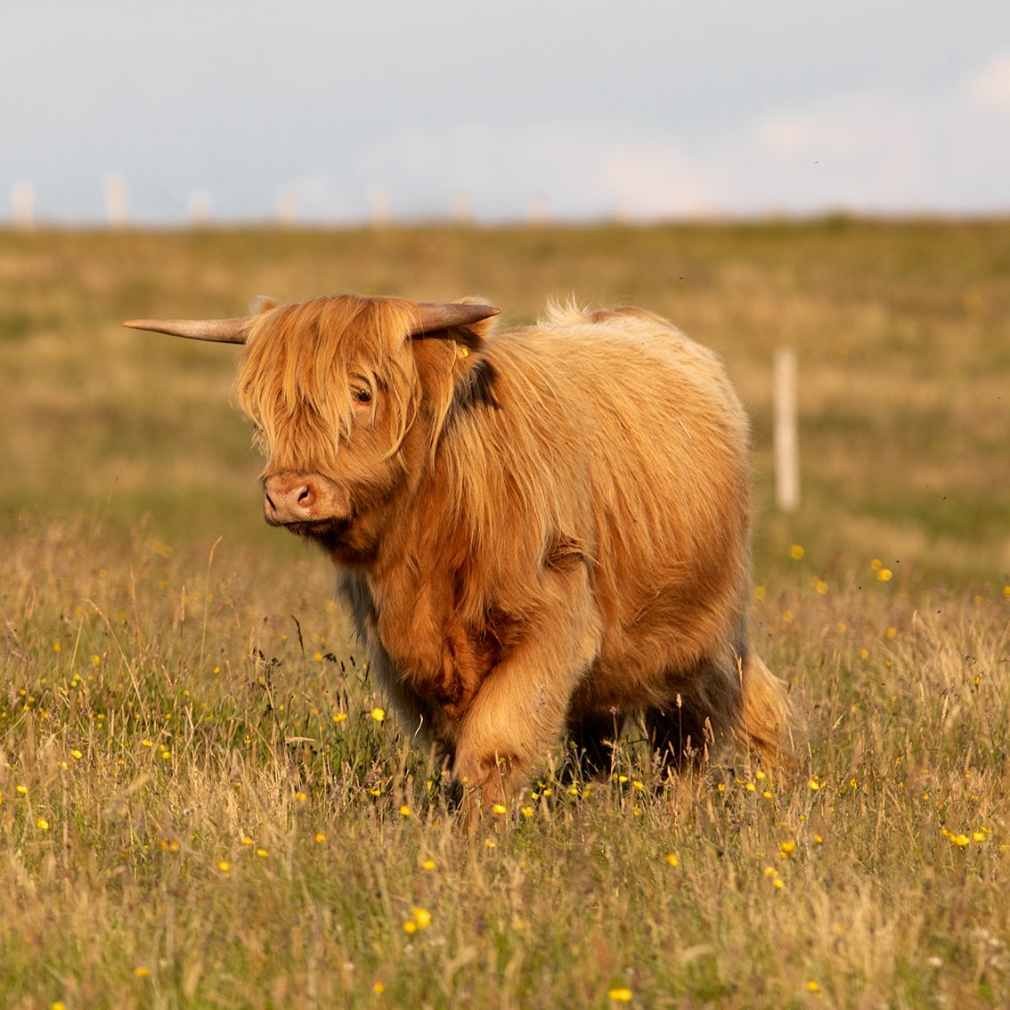 Broad Bay Highland Cattle Fold Imagery by Jade Starmore