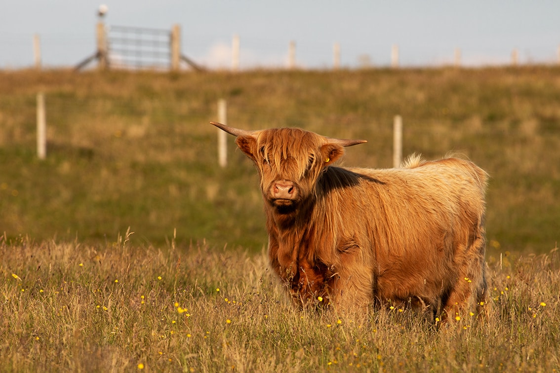 Broad Bay Highland Cattle Fold Imagery by Jade Starmore