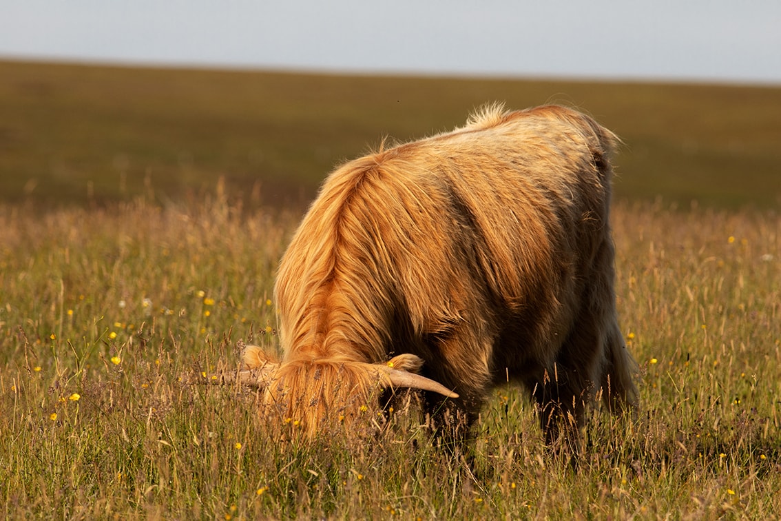 Broad Bay Highland Cattle Fold Imagery by Jade Starmore