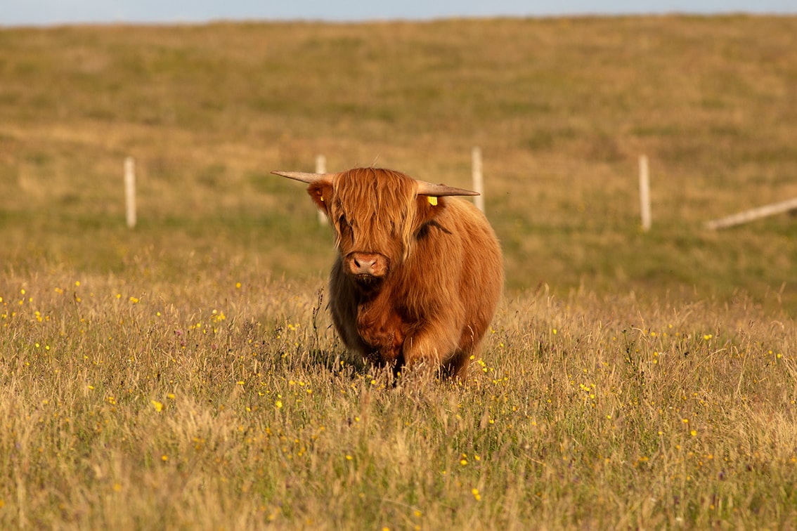 Broad Bay Highland Cattle Fold Imagery by Jade Starmore