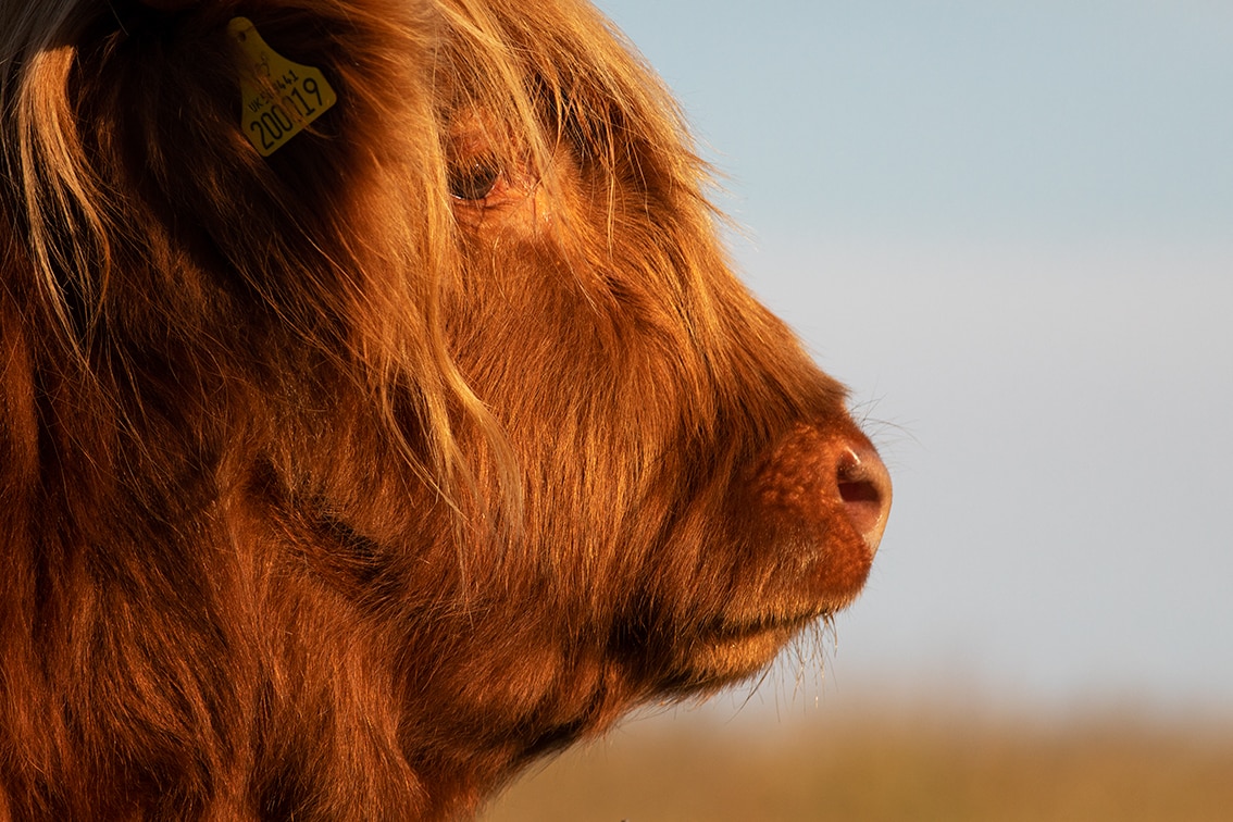 Broad Bay Highland Cattle Fold Imagery by Jade Starmore