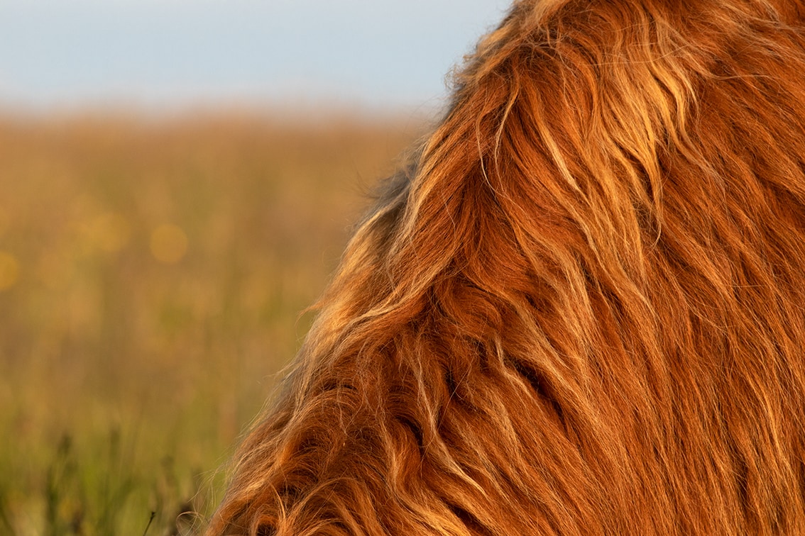 Broad Bay Highland Cattle Fold Imagery by Jade Starmore