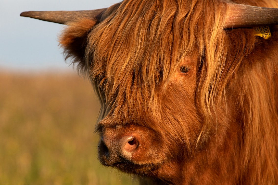 Broad Bay Highland Cattle Fold Imagery by Jade Starmore