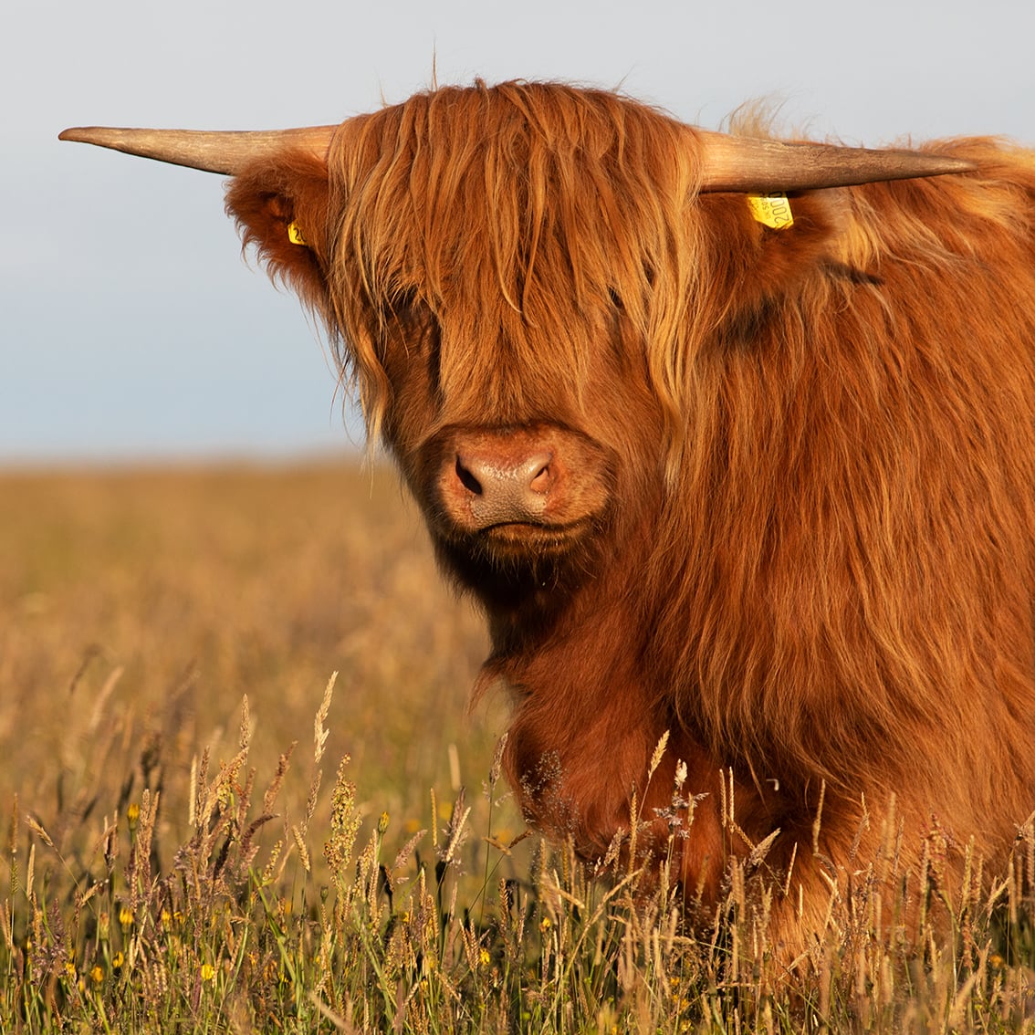 Broad Bay Highland Cattle Fold Imagery by Jade Starmore